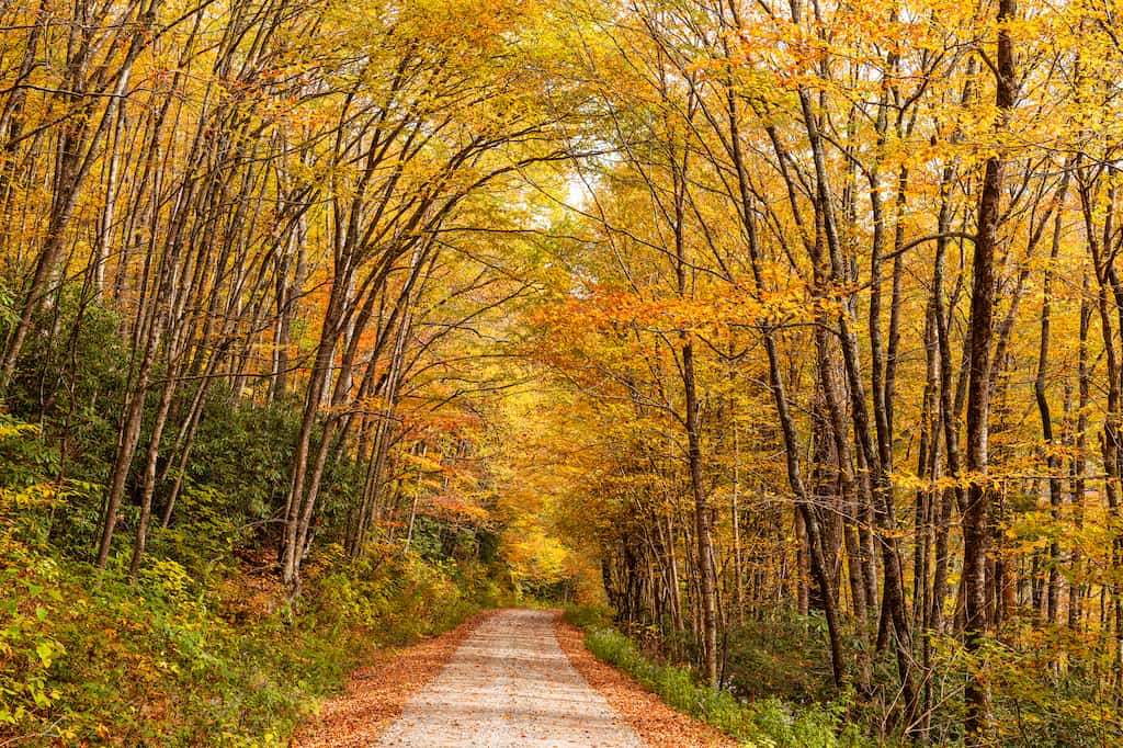 Forest road during autumn in Nantahala National Forest in North Carolina.