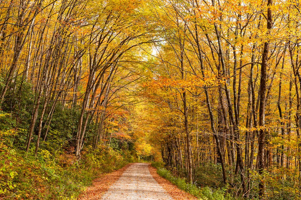 Forest road during autumn in Nantahala National Forest in North Carolina.