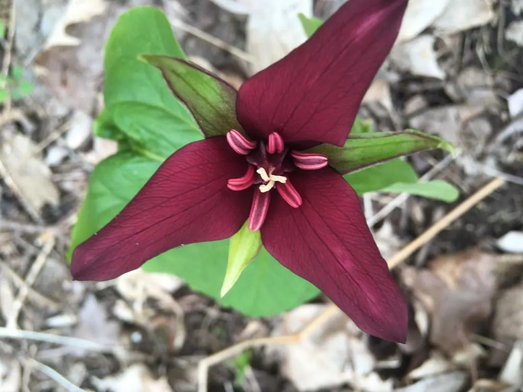 A red trillium at Niquette Bay State Park in Colchester, Vermont.