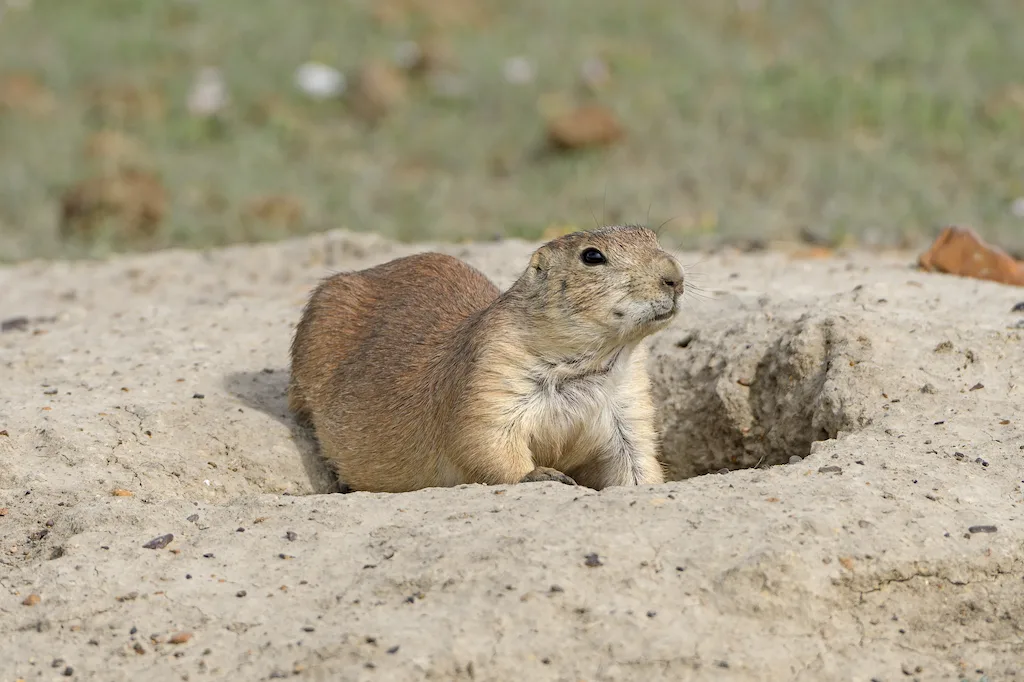 A prairie dog looks out of a hole in Theodore Roosevelt National Park.