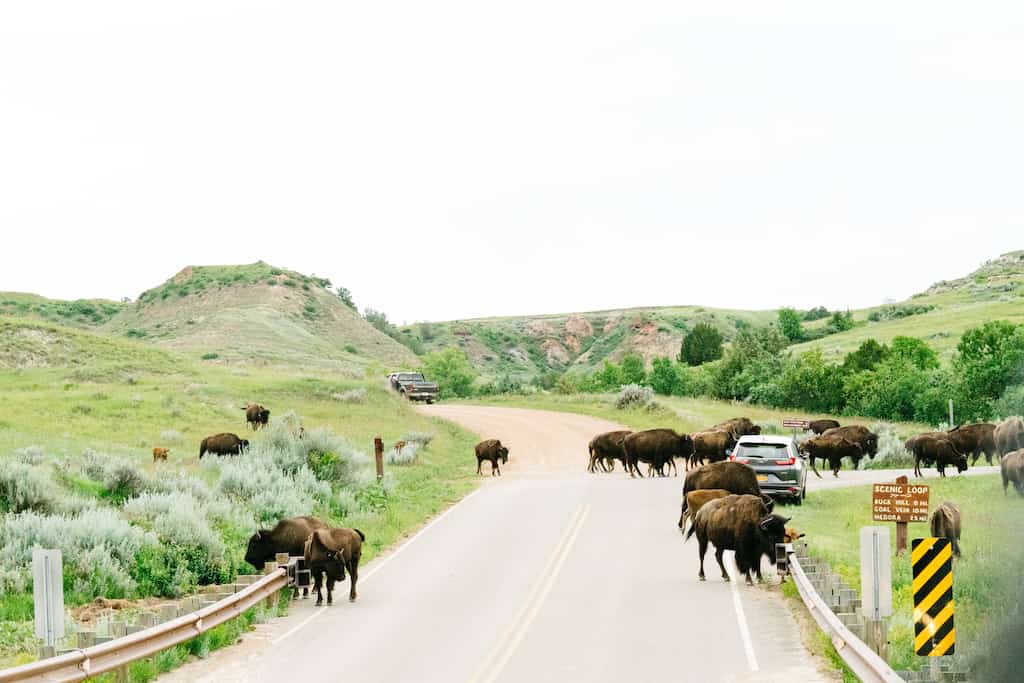 Several bison are grazing along the roadside in Theodore Roosevelt National Park. 