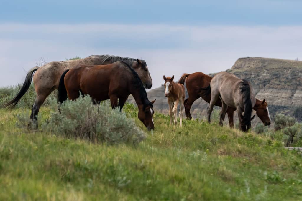 Several wild horses in Theodore Roosevelt National Park.