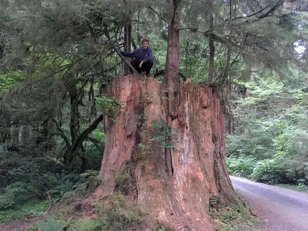 A giant tree stump in Sol Duc Campground.