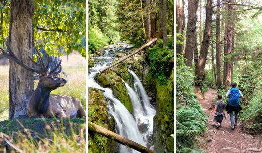 Camping, Hiking, and Soaking at Sol Duc Hot Springs