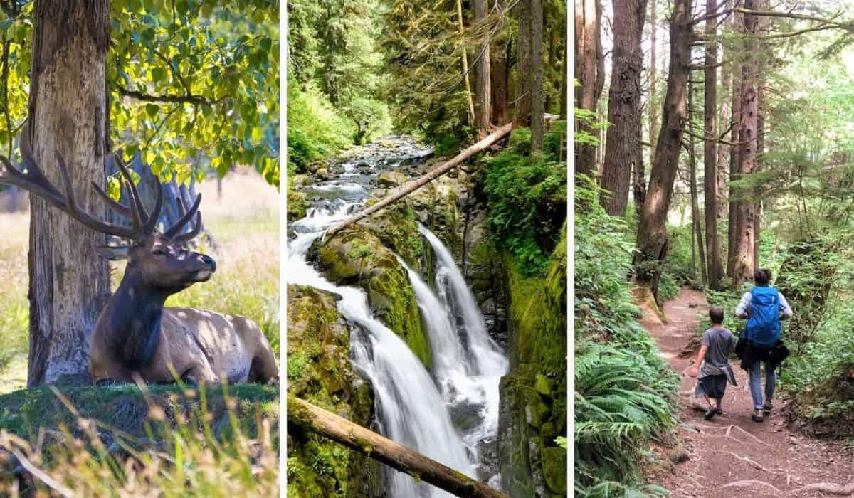 A collage of photos featuring Sol Duc Valley in Olympic National Park. 