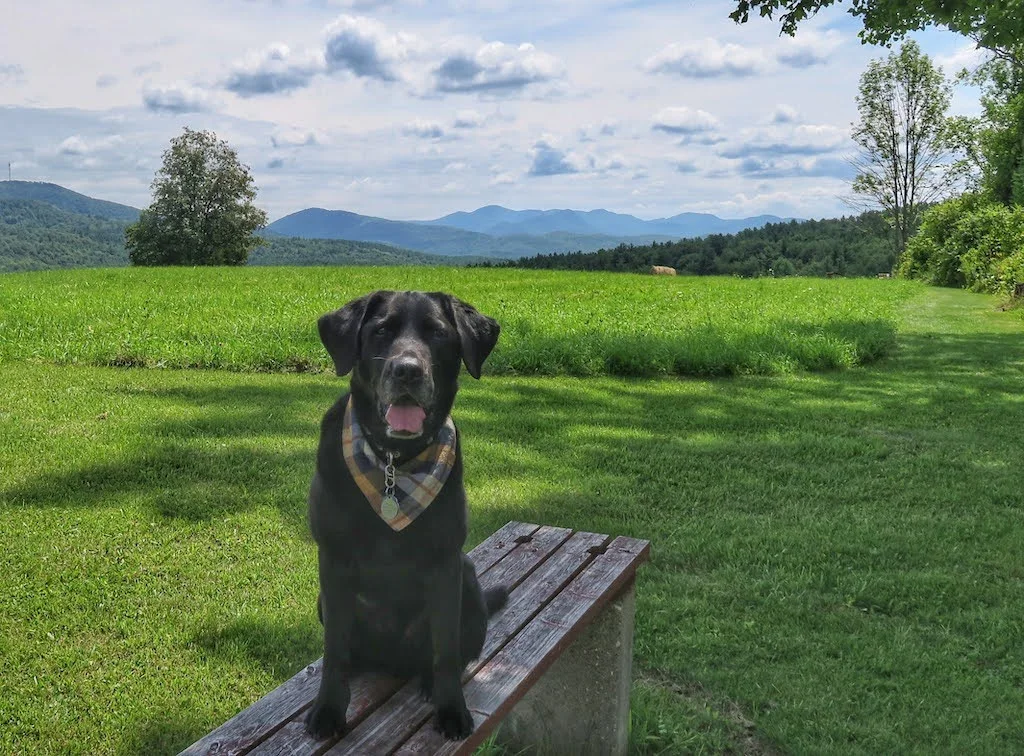 Flynn the black lab sits on a bench in front of a beautiful Vermont view.