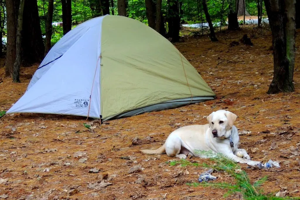 Ryan the yellow lab lies in front of a small two-person tent at a campground. 