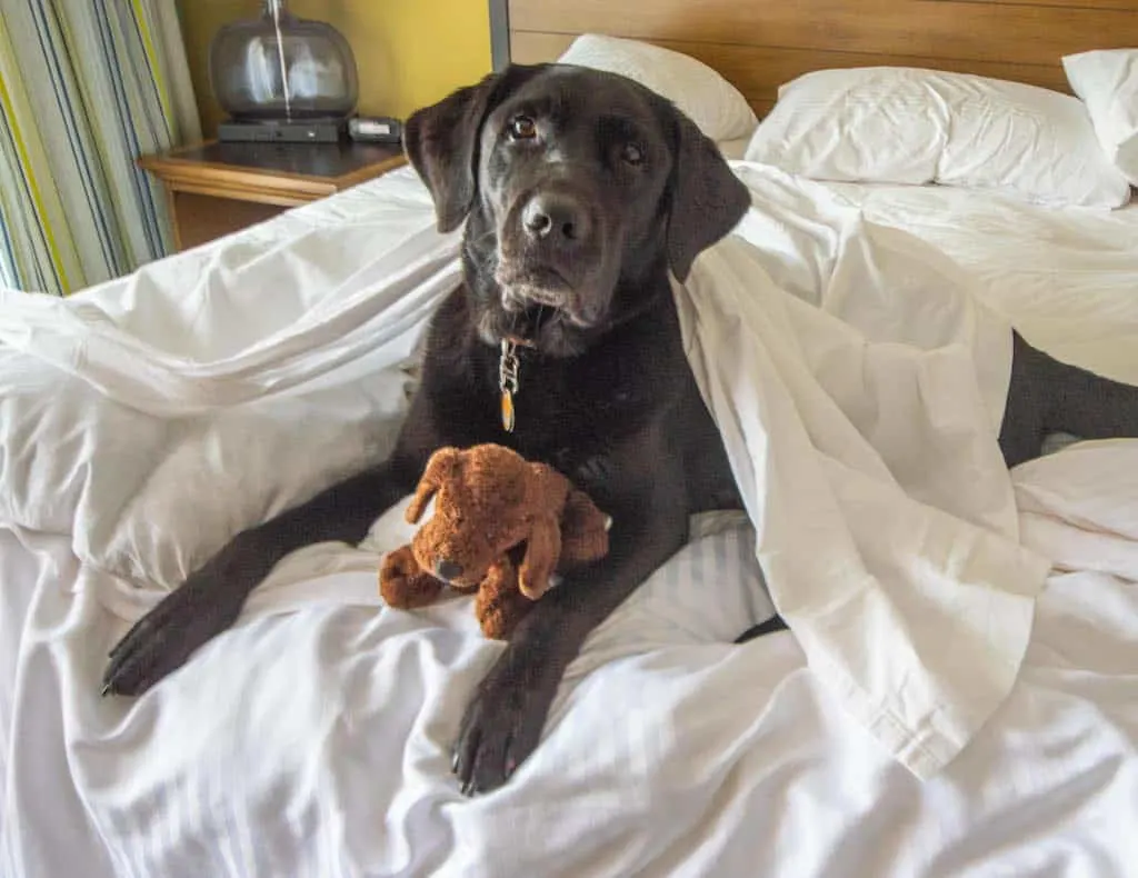 Flynn the black lab lies on the covers in bed snuggling with a stuffed dog.