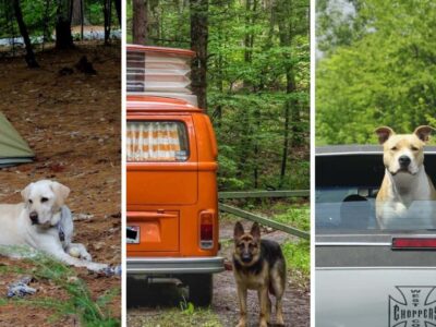 Car Travel with Dogs: Plan the Perfect Road Trip!