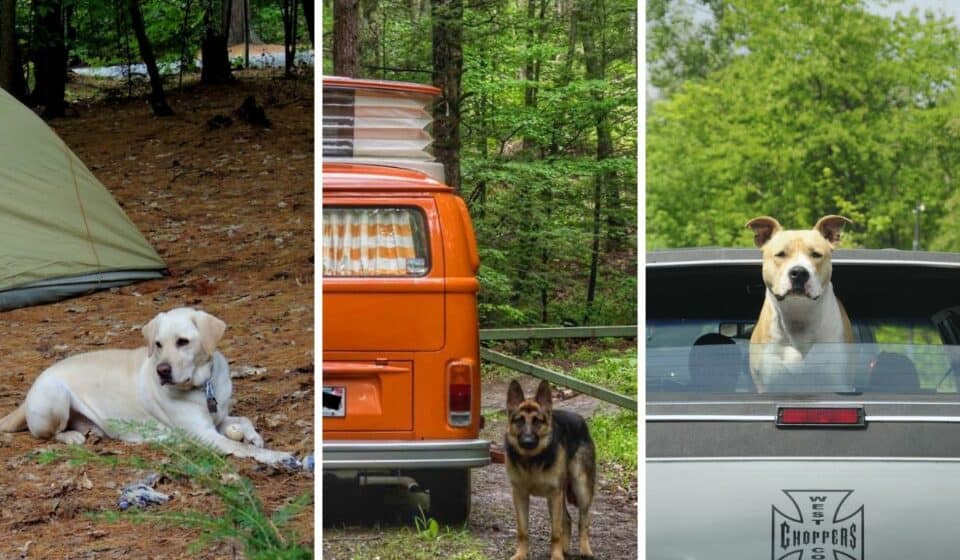 best road trip for dogs