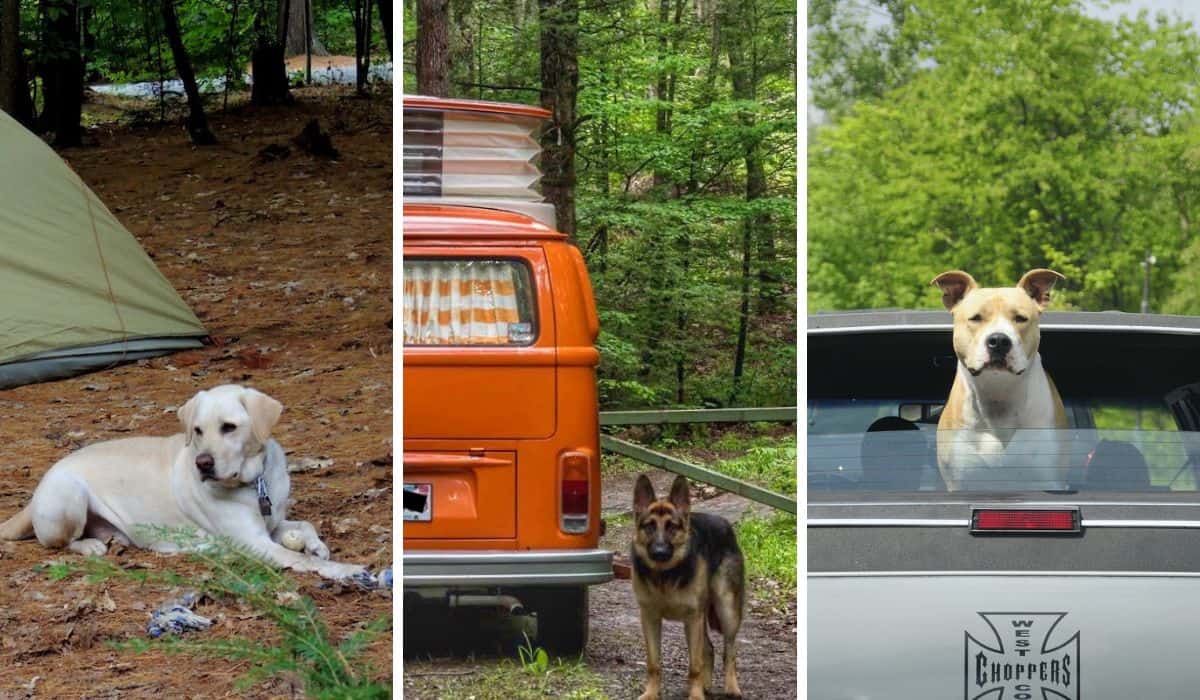 A collage of photos featuring road trips with dogs.