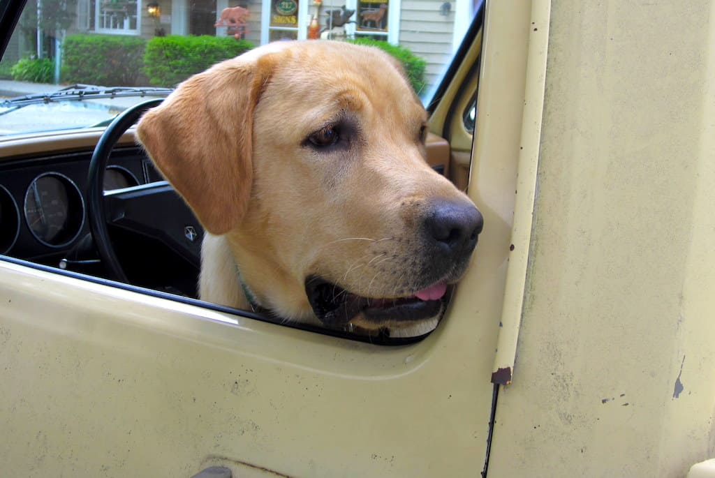 Ocho the yellow lab sits in the cab of a yellow truck looking out the window. 