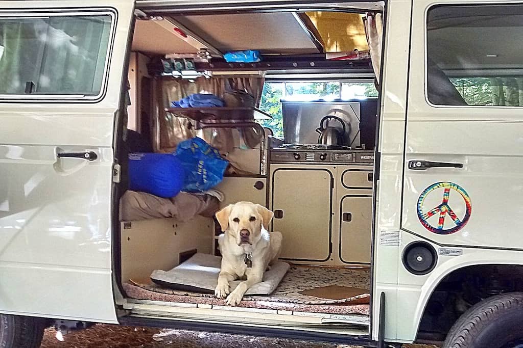 Ryan the yellow lab lies on the floor of a Volkswagen bus. 