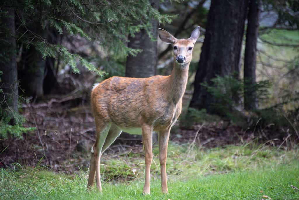A small deer in Lily Bay State Park in Maine. 