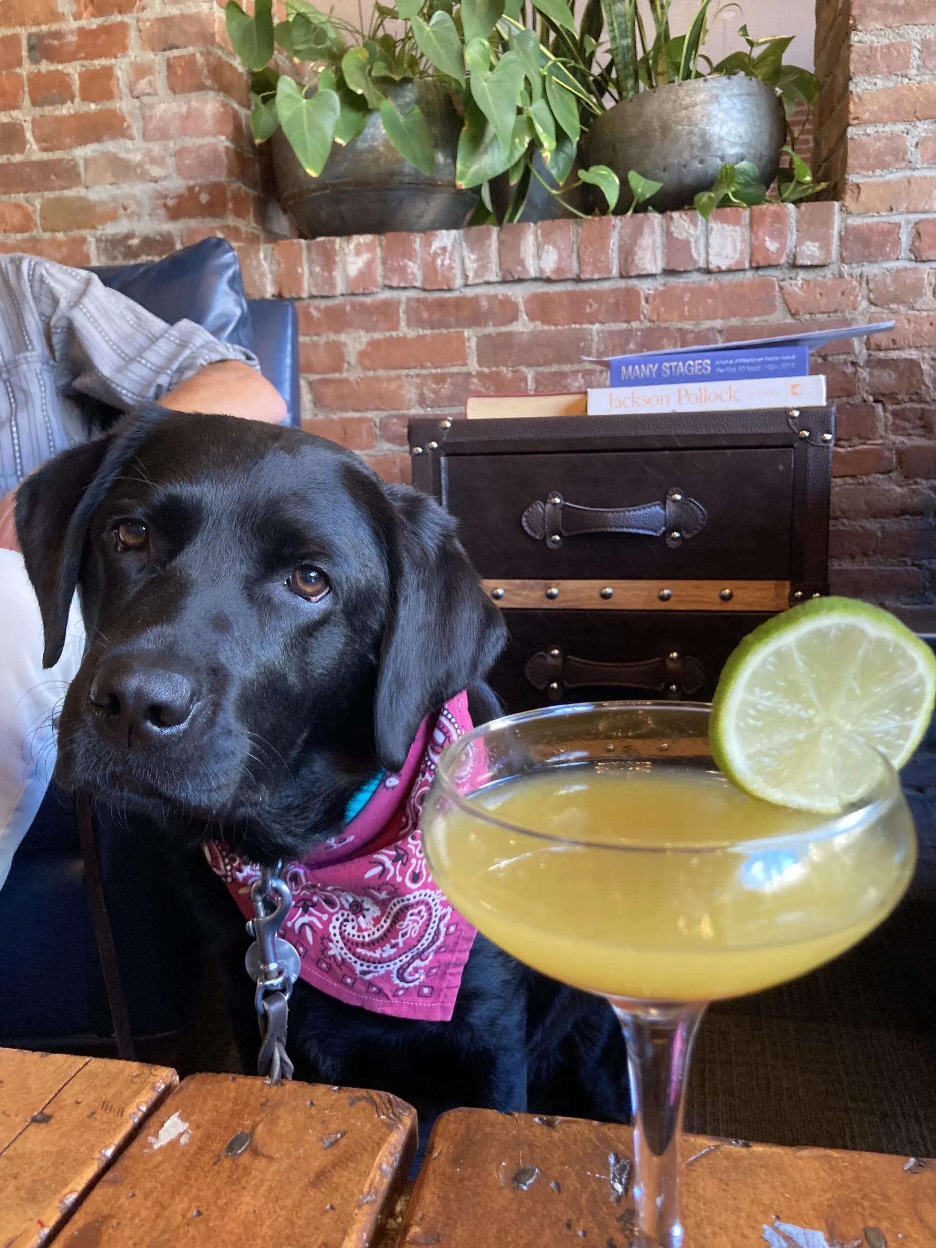 Malinda the black lab sits in front of a cocktail at Berkshire Palate in Pittsfield. 