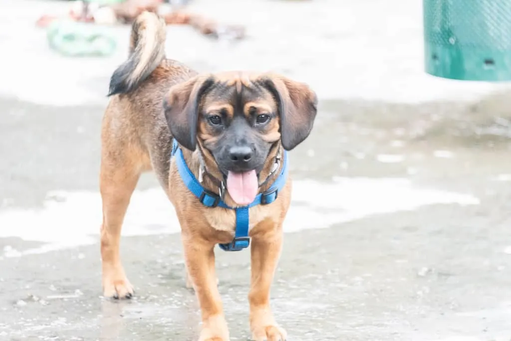 A friendly dog at the Pittsfield Dog Park in Massachusetts. 