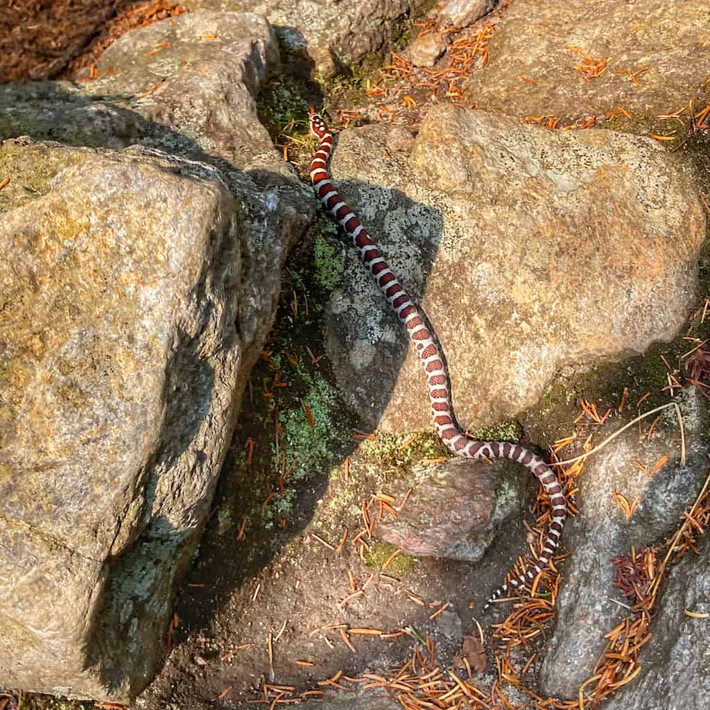 An eastern milk snake on a rock.