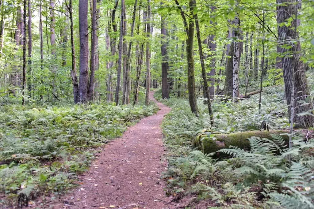 a trail leading into the woods and ferns at the Boulders in Pittsfield, MA