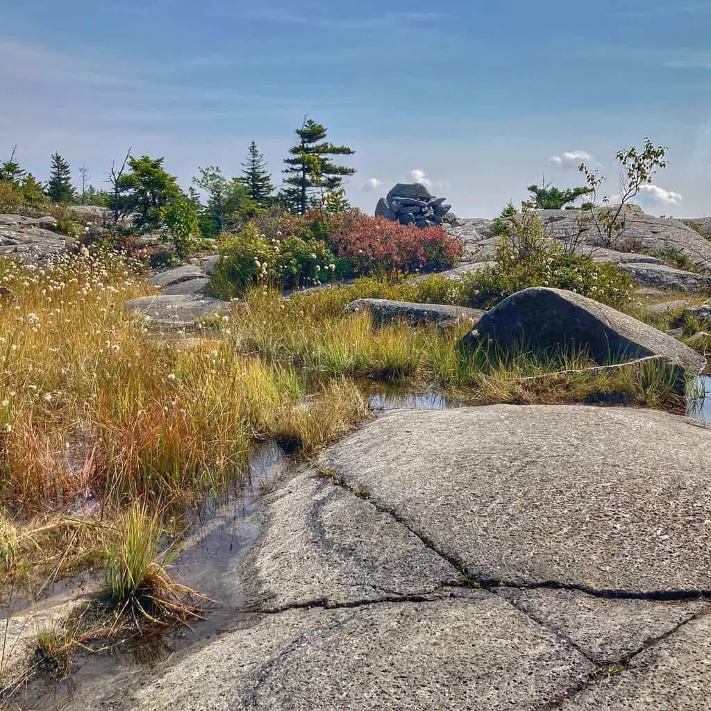 A lovely patch of grass on the top of Mount Monadnock in New Hampshire. 