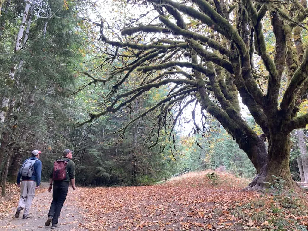 Eric and Rowan hiking past a gnarly tree in Olympic National Park.