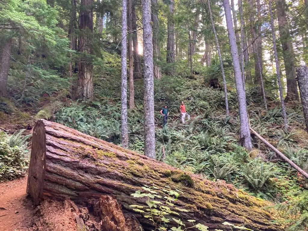 Forest trail to the top of Mount Storm King. There is a giant downed tree in the foreground and two hikers in the background. 