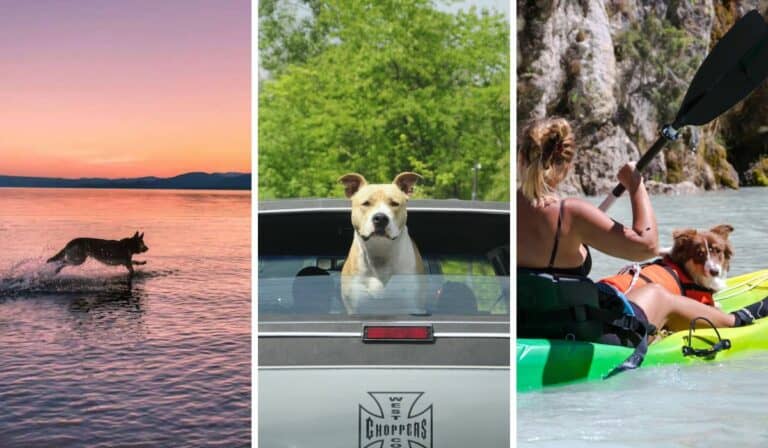 Yes, You Can Have an Amazing Road Trip with Your Dog. Here’s How…