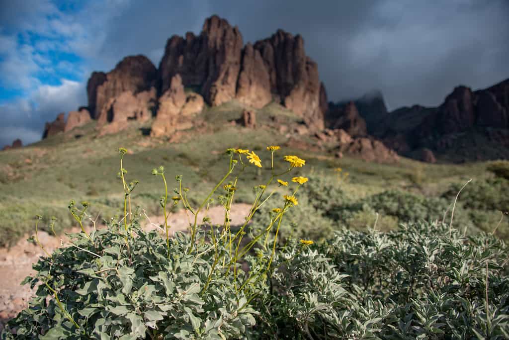 Wildflowers on Siphon Draw Trail in Lost Dutchman State Park and Tonto National Forest.