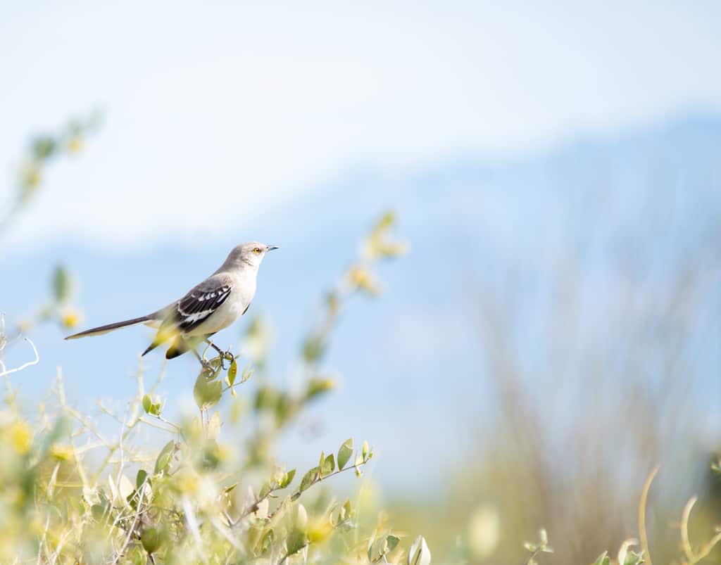 A northern mockingbird in McDowell Mountain Regional Park.