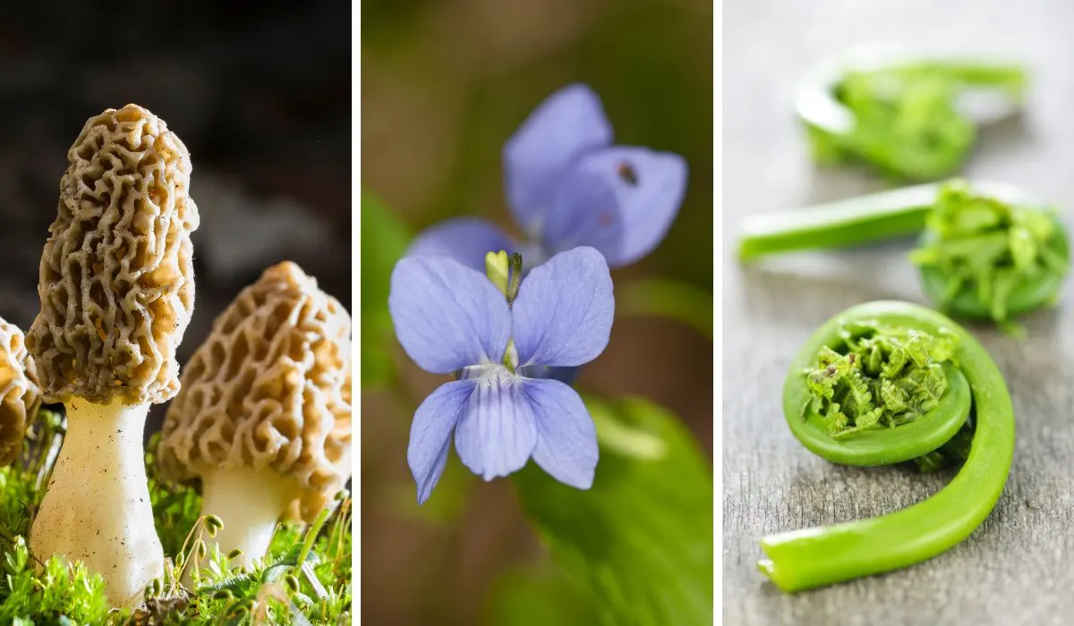 Edible Wild Plants and Mushrooms - Recipes and Guides