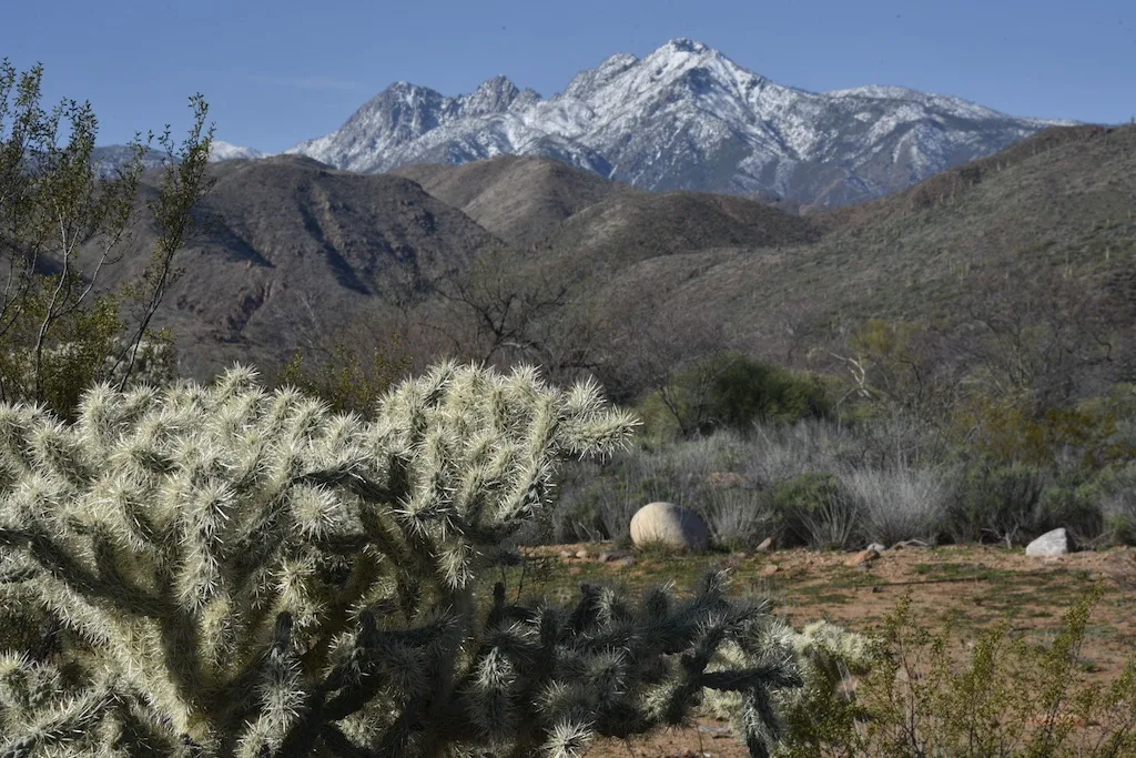 Cholla cactus with snowcapped mountains in the background. 