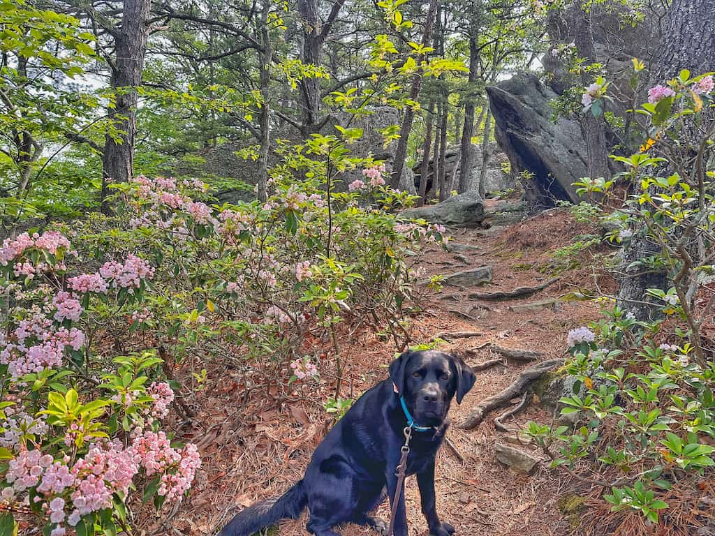 A black dog sits next to a bush covered with mountain laurel blooms.