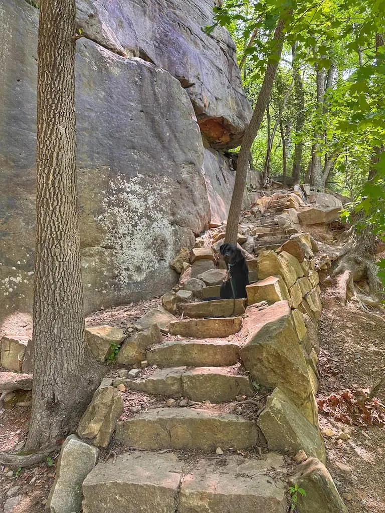 Malinda the black lab sits on a set of rock steps on the Bridge Trail in New River Gorge National Park.