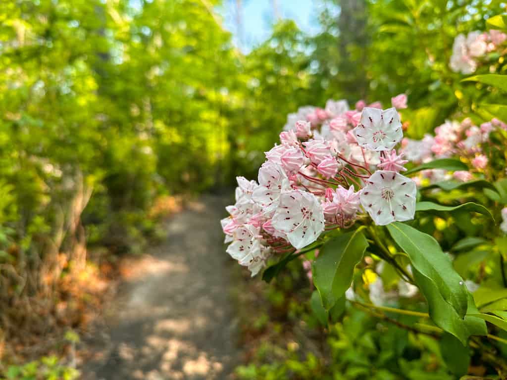 Mountain laurels blooming on Endless Wall Trail, one of our favorite hikes in New River Gorge.