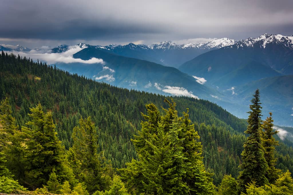 View of the snowy Olympic Mountains from Hurricane Ridge.
