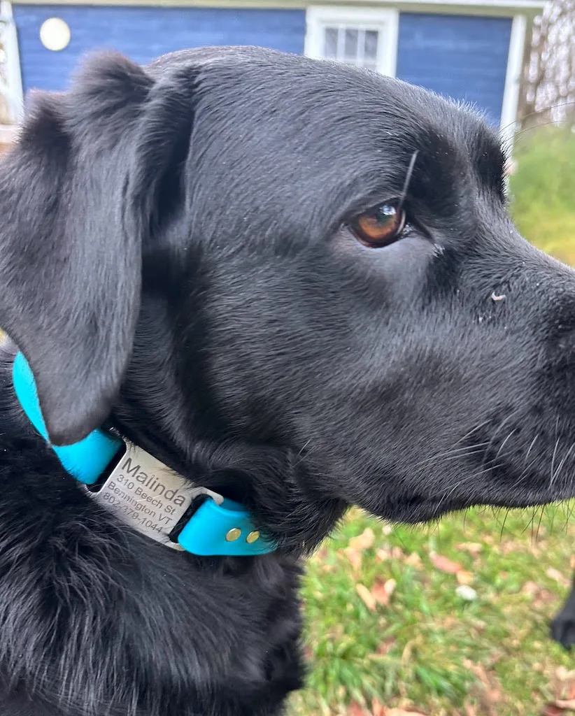 Malinda wearing a turquoise collar.