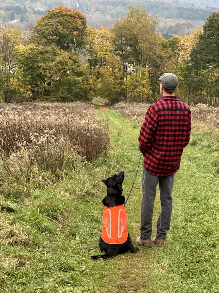 blaze orange vest for dogs