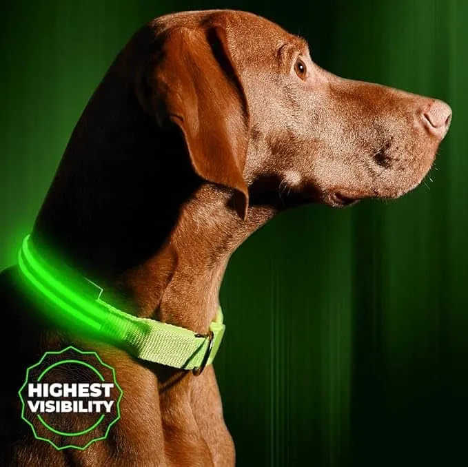 A brown dog wearing a green light-up collar for walking in the dark.