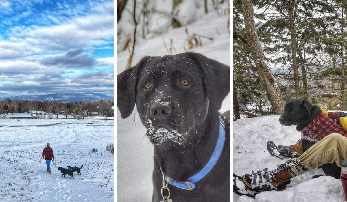 A collage of photos featuring Eric snowshoeing with dogs. 