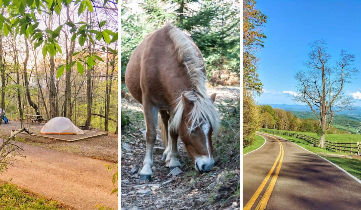A tent on a platform, a wild pony, and a scenic road leading into Grayson Highlands State Park.