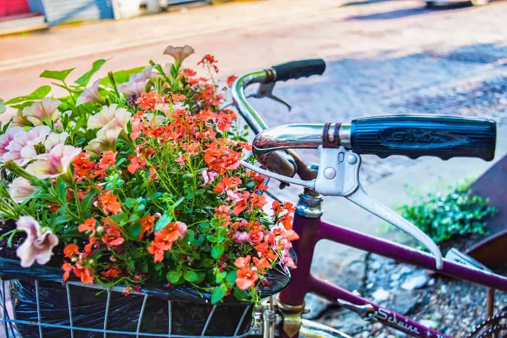 flowers planted in a bicycle basket in Marietta, Ohio. 