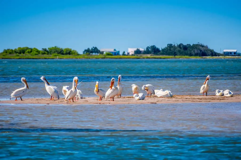 Pelicans resting on a sand bar on North Padre Island in Texas. 
