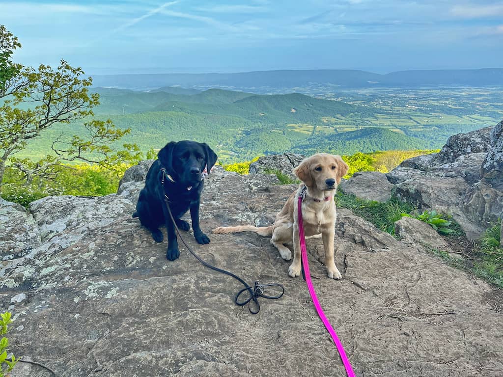 Malinda and her cousin, Zelda at Shenandoah National Park, one of the most dog-friendly national parks!