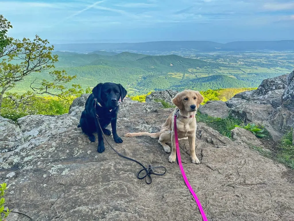 Malinda and her cousin, Zelda at Shenandoah National Park, one of the most dog-friendly national parks!