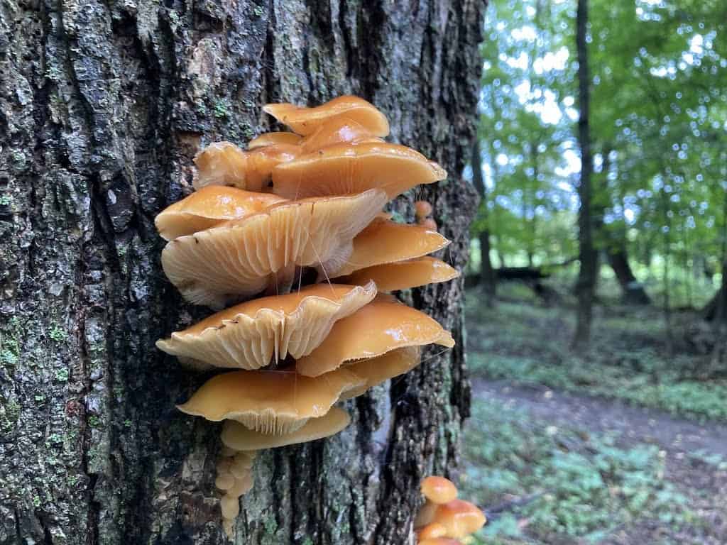 Mushrooms growing out of tree bark in Vermont. 