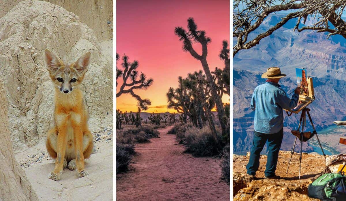 Demonstrating outdoor photography tips with a close-up image of a fox, a desert scene during the sunset, and a man painting a picture of the Grand Canyon.