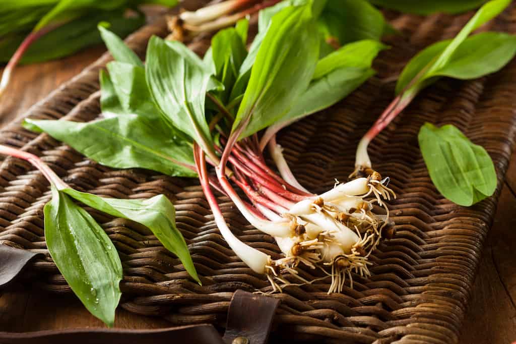 Harvested ramps are ready for the soup pot!