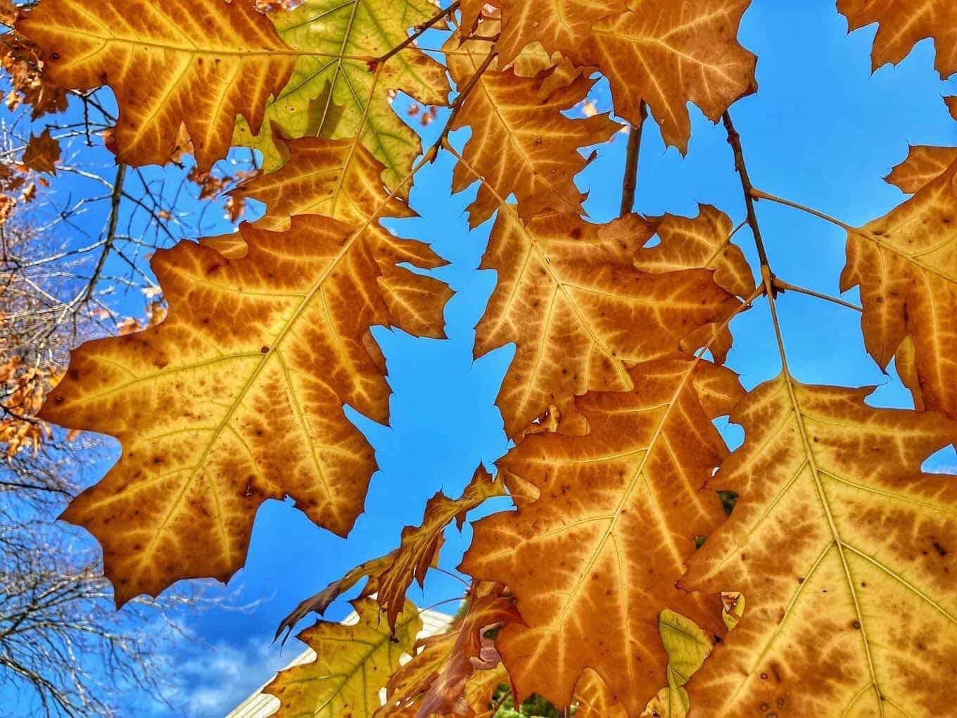 Oak leaves against a blue sky in the fall. 