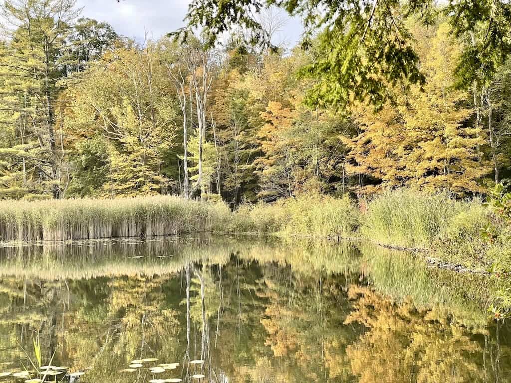 Fall at the beaver pond in Pleasant Valley Wildlife Sanctuary in Lenox.