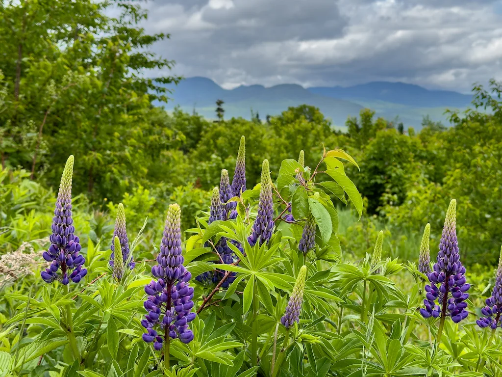 Summer lupines at CL Graham Wangan Overlook on the Kancamagus Highway.