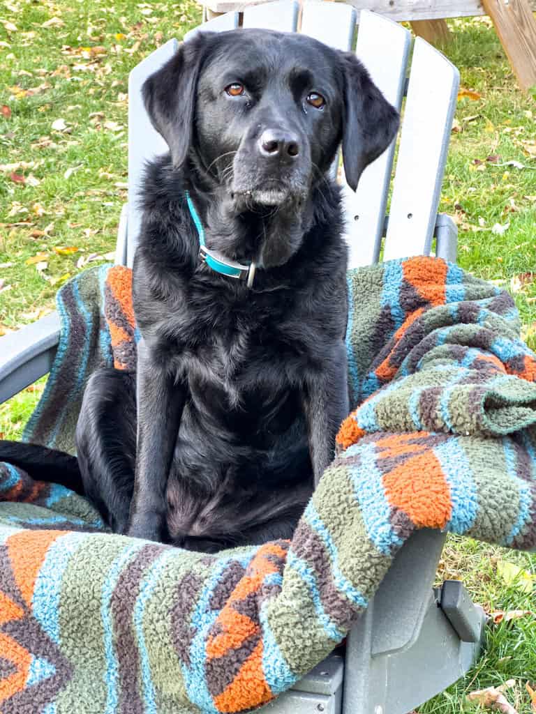 malinda wilderdog blanket
